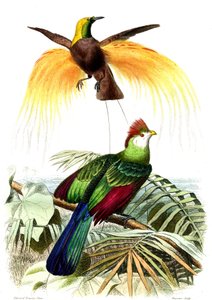Uccelli esotici: il piccolo paradiso smeraldo e il Touraco Pauline da French School