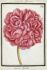 Peonia Femminile, c.1700 da French School