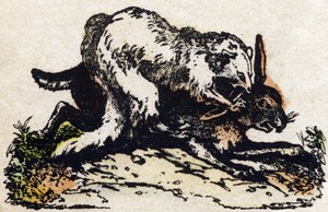 Furetto. Incisione in "Alfabeto degli animali selvatici". 9a Serie. Imagerie d