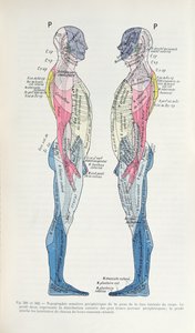 Fig. 381 & 382 Il sistema nervoso, da Semiologie des Affections du System Nerveux di J. Dejerine, 1914 da French School
