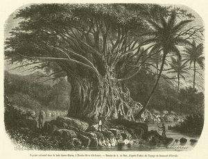 Fico colossale nella baia Anna-Maria, a Nouka-Hiva, Oceania (incisione) da French School