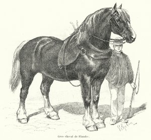 Cavallo pesante fiammingo