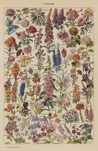 Fiori da French School