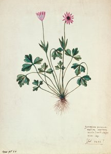 Fol.1275 Geranio
