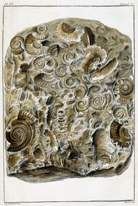 Fossili di conchiglie, Cosa c