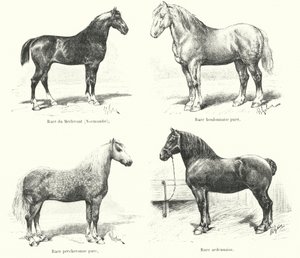 Quattro razze di cavalli francesi: Merlerault, Boulonnaise, Percheronne, Ardennaise