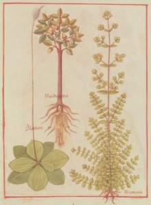 Fr 12322 f.180v Piantaggine, maggiorana e mandragora, dal Livre des Simples Medecines, c.1520-30 da French School