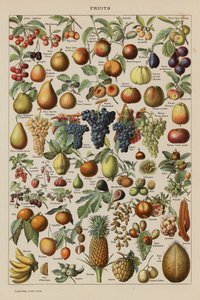 Frutti da French School