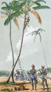 Raccolta di noci di cocco per la preparazione del Toddy in India da French School
