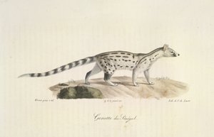Genetta del Senegal, da Histoire Naturelle des Mammifères (litografia a colori) da French School