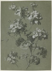 Geranio, c.1800 da French School