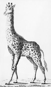 Giraffa riportata da Mr Levaillant durante un viaggio in Africa, illustrazione da Observations sur la Physique, sur lHistoire Naturelle et sur les Arts, dedicata a Mgr. Le Comte dArtois, dicembre 1789 da French School