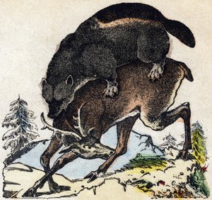 Ghiottone. Incisione in "Alfabeto degli animali selvatici". 9a Serie. Immagini di Epinal, Pellerin, stampatore-editore, circa 1870. Incisioni su legno, stencil. 16 pagine. Dim: 20 x 15 cm. Collezione Privata da French School