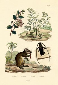 Erba Caprina