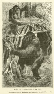 Gorilla che Costruiscono un Rifugio da French School