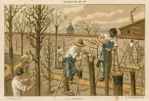 Innesto degli alberi