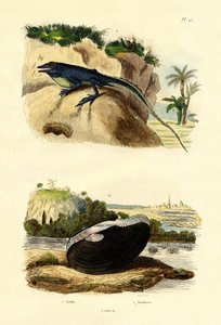 Anole verde, 1833-39