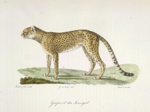 Guepardo del Senegal, da 