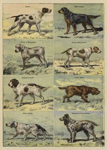 Cani da caccia