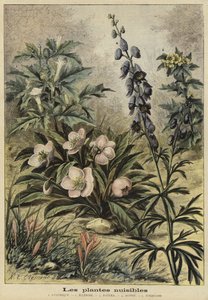 Piante nocive