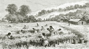 Raccolta di coca, Perù, illustrazione da Le Tour du Monde, 1877