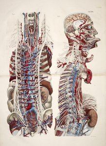 Testa e torso, da 