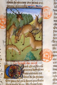 Branco di cervi, dal Livre de la Chasse di Gaston Phebus de Foix (1331-91)