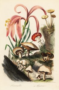 Specie di Hippeastrum, amanita muscaria, amanita caesarea e altri funghi da French School