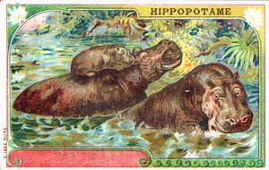 Famiglia di ippopotami