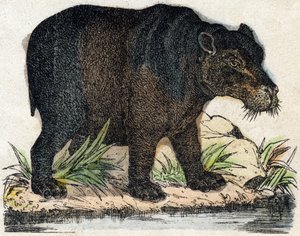 Ippopotamo da French School