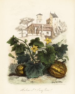 Melone di Honfleur, Cucumis melo