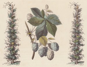 Luppolo per la produzione della birra