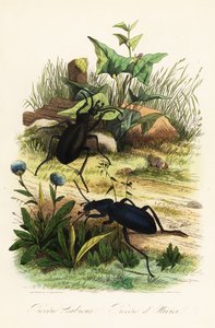 Grandi carabi violetti, Carabus scabrosus