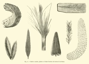 Ostrica carenata, piante e frutti fossili del bacino della Senna