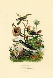 Colibrì