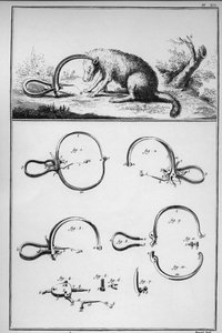 Caccia - volpe catturata al trackenard (trappola) - "La Grande Enciclopedia, o Dizionario Ragionato delle Scienze, delle Arti e dei Mestieri" di Denis Diderot (1713-1784) e Jean d