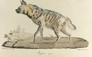 Iena striata, da 