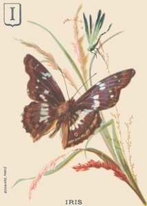 Iris (Apatura iris o Grande Marte cangiante) da French School