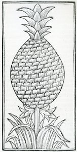 Illustrazione da 
