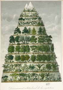 Illustrazione dei diversi tipi di vegetazione a diverse altitudini