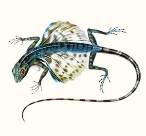 Illustrazione del drago volante - Draco Volans, 1831 da French School