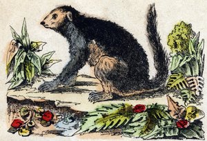 Indri (Lemuriano) da French School