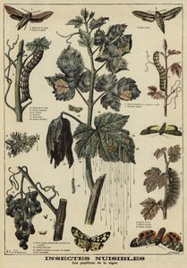 Insetti dannosi per le viti