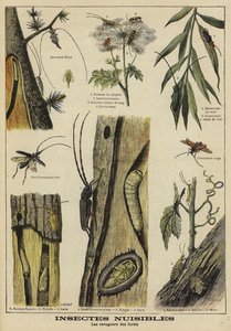 Insetti nocivi per gli alberi
