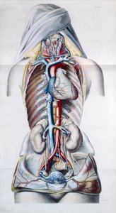 Organi interni di una donna, tavola da Recherches Anatomiques, Physiologiques, et Pathologiques sur le System Veineux di Gilbert Breschet (1784-1845) inciso da Engelmann, Parigi, 1829 da French School