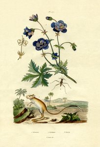 Gerboa
