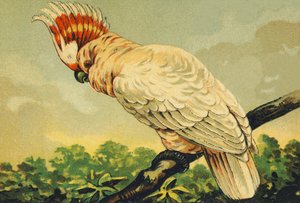 K come Cacatua