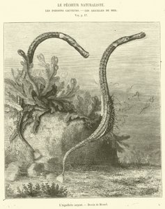 Il serpente Aiguillette da French School