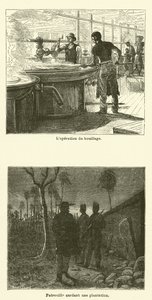 La canna da zucchero da French School