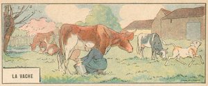 La Mucca da French School